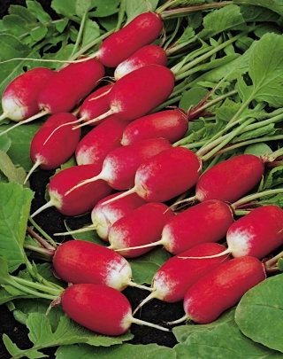 Rzodkiewka Esmeralda F1 - podłużna z białym końcem