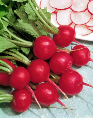 Rzodkiewka Tinto F1 - czerwona