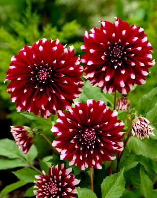 Dalia - Contraste - duża paczka! - 10 szt.