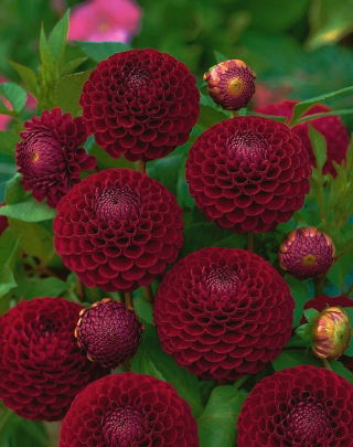 Dalia - Downham Royal - GIGA paczka! - 50 szt.