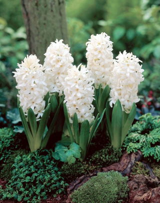 Hiacynt White Pearl - 3 szt.