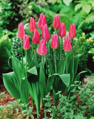 Tulipan Lilyrosa - 5 szt.