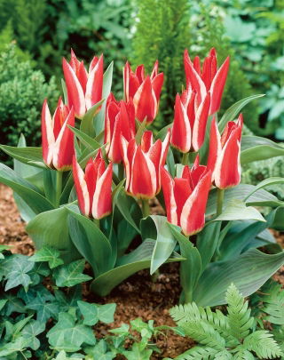 Tulipan Pinocchio - 5 szt.