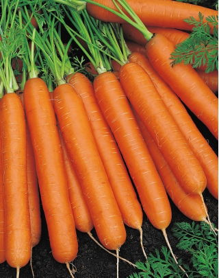 Marchew Nantes 3 - średnio wczesna - 100 gram