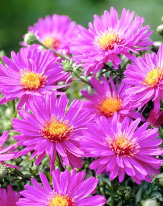 Aster krzaczasty - Anneke - GIGA paczka! - 50 szt.