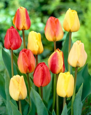 Zestaw - Tulipan Apeldorn, Tulipan Golden Apeldoorn i Tulipan Blushing Apeldoorn - 15 szt.