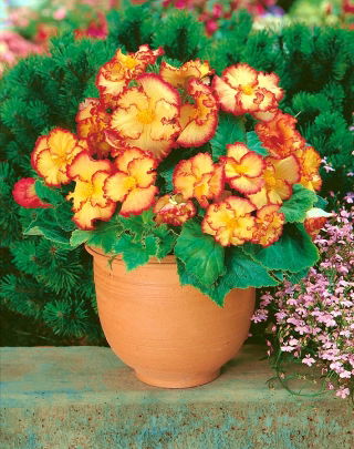 Begonia - Marginata Yellow - żółto-czerwona - GIGA paczka! - 100 szt.