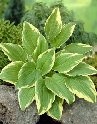 Funkia - Hosta Moerheim - GIGA paczka! - 50 szt.