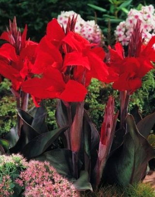 Kanna - Black Knight - GIGA paczka! - 50 szt.