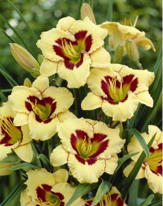 Liliowiec El Desperado - GIGA paczka! - 50 szt.