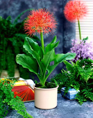 Krasnokwiat Katarzyny - GIGA paczka! - 50 szt.