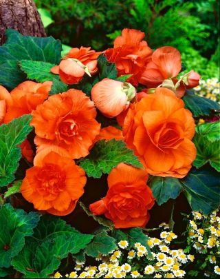 Begonia pełna - pomarańczowa - GIGA paczka! - 100 szt.