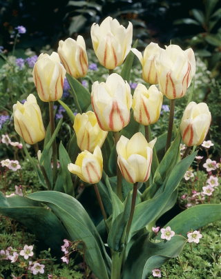 Tulipan White Fire - duża paczka! - 50 szt.