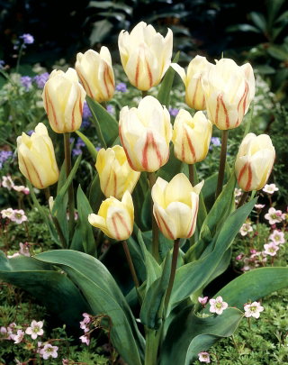 Tulipan White Fire - duża paczka! - 50 szt.
