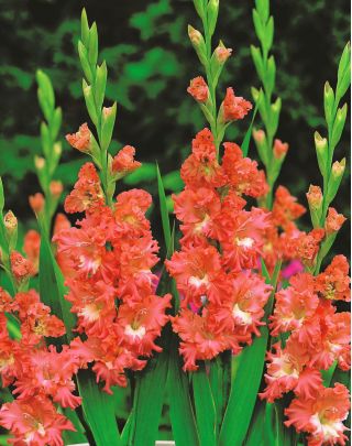 Mieczyk Frizzled Coral Lace - 5 szt.