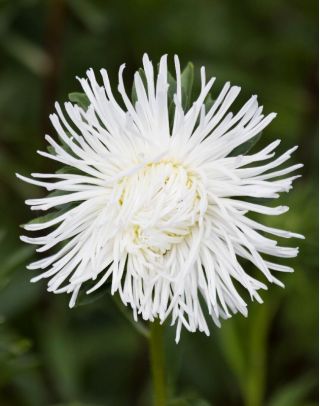 Aster igiełkowy Angora - biały