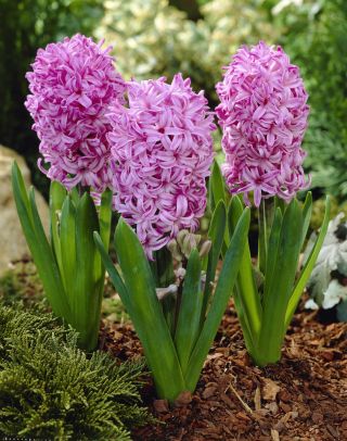 Hiacynt Amethyst - op. 3 szt.