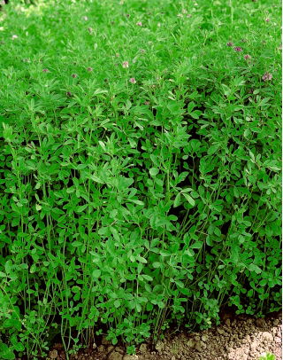 Lucerna siewna Maga - 1 kg