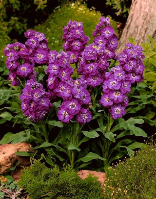 Lewkonia letnia Excelsior Purple Heart