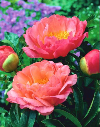 Piwonia, Paeonia - Coral Sunset - sadzonka - duża paczka! - 10 szt.