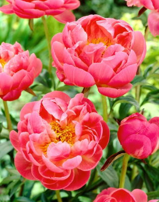 Piwonia, Paeonia - Coral Charm - sadzonka - GIGA paczka! - 50 szt.