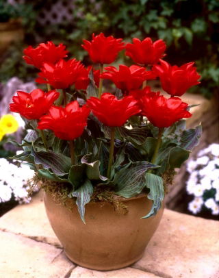 Tulipan Double Red Riding Hood - 5 szt.