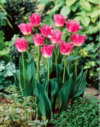 Tulipan Joy of Spring - 5 szt.