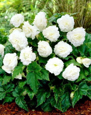 Begonia Non Stop - biała - GIGA paczka! - 100 szt.