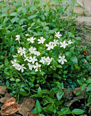 Barwinek pospolity - biały - sadzonka - GIGA paczka! - 50 szt.