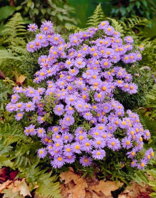 Aster krzaczasty - Prof. Anton Kippenberg - GIGA paczka! - 50 szt.