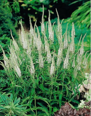 Przetacznik kłosowy biały - White - GIGA paczka! - 50 szt.