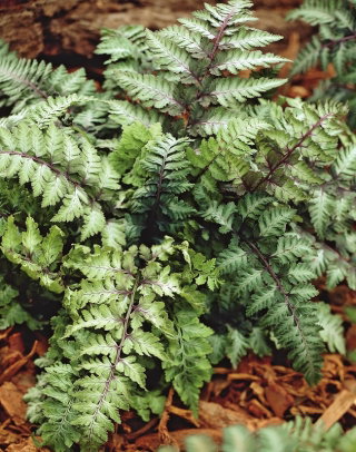 Paproć ogrodowa - Ursula's Red - sadzonka - GIGA paczka! - 50 szt.