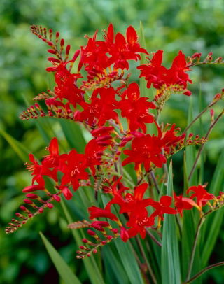 Krokosmia Lucifer - ciemnoczerwona - GIGA paczka! - 500 szt.