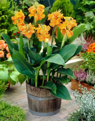 Kanna - Picasso - GIGA paczka! - 50 szt.