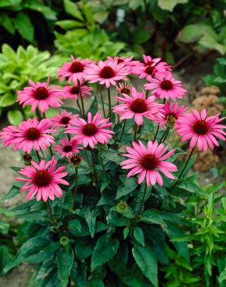 Jeżówka purpurowa - wielkokwiatowa - The King - GIGA paczka! - 50 szt.