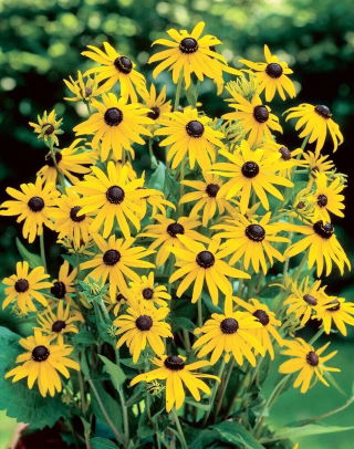 Rudbekia - Goldsturm - GIGA paczka! - 50 szt.