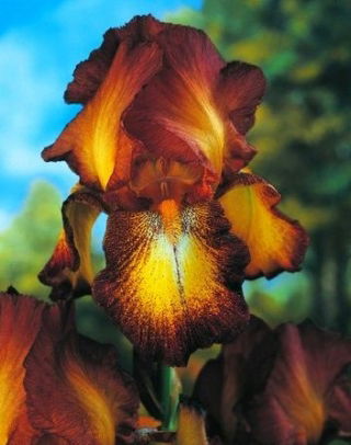 Kosaciec, Irys - Bronze - duża paczka! - 10 szt.