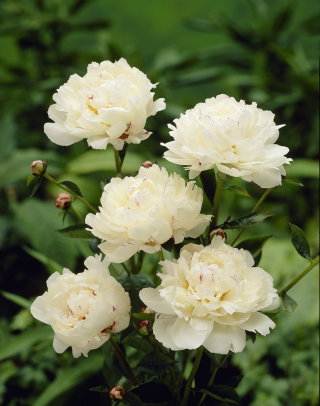 Piwonia, Paeonia - Festiva Maxima - sadzonka - duża paczka! - 10 szt.