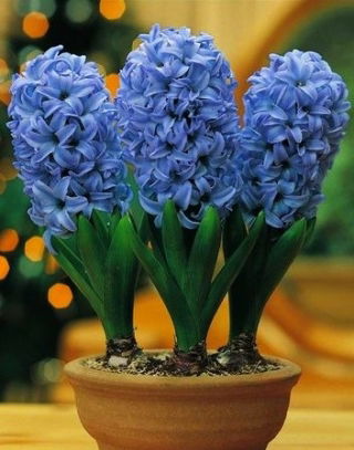 Hiacynt doniczkowy Delf Blue - op. 3 szt.