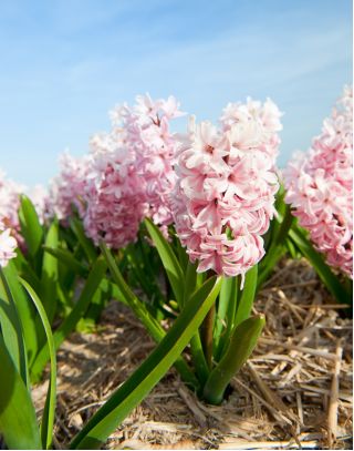 Hiacynt China Pink - op. 3 szt.