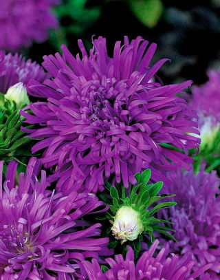 Aster chryzantemowy Demon - fiołkowy