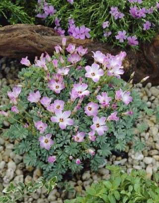 Szczawik chilijski - Oxalis Adenophylla - duża paczka! - 50 szt.