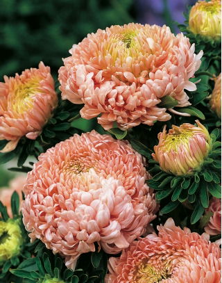 Aster - Duchesse - łososiowy