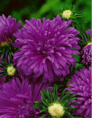 Aster chryzantemowy Maja - wrzosowofioletowy