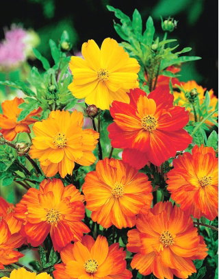 Onętek Lichterfest - mieszanka