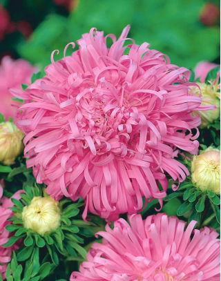 Aster chryzantemowy Beryl - różowy
