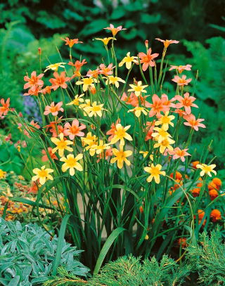 Homeria Mixed - 10 szt.