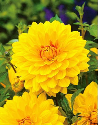 Dalia żółta - Dahlia Yellow