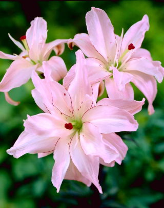 Lilia azjatycka pełna - Spring Pink