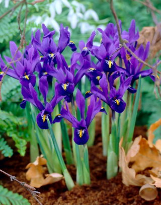 Irys botaniczny - Pixie - duża paczka! - 100 szt.